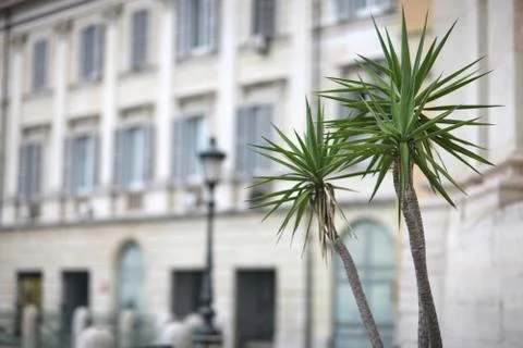 Palm trees with sharp leaves on a blurred building background. Stock Photos
