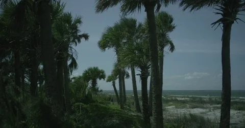Palm Trees on the Shore 4K Vídeos de archivo 84053750