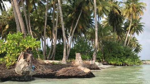 Palm trees on shore and eroded roots in Dhiffushi, Maldives Stock Footage 80022543