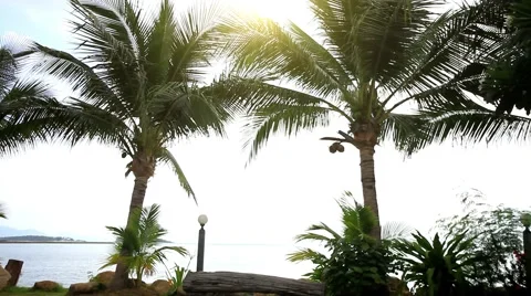 Palm trees at the shore on a background of sunlight. Koh Samui, THailand. HD. Stock Footage 43337637