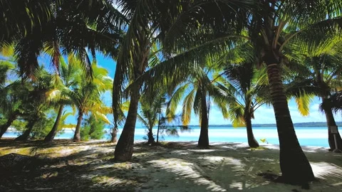 Palm trees on the shore Stock Footage 237931200