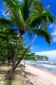 Palm Trees on the Shore. 스톡 사진