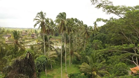 Palm trees on the shore of the river Stock Footage 129106480