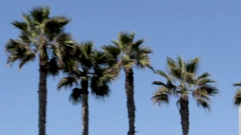 Palm Trees Shot Out Of A Moving Car Stock Footage 86504761