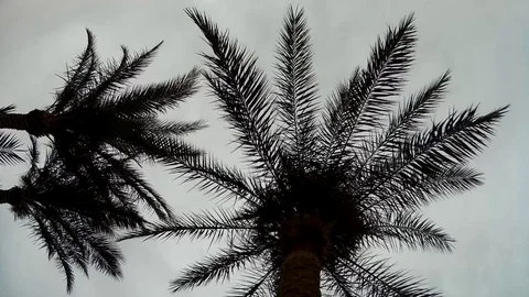 Palm Trees silhouette against cloudy Sky Stock Footage 74768533