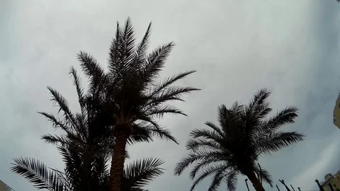 Palm Trees silhouette against cloudy Sky Stock Footage 100123778
