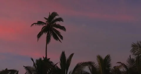 Palm Trees in Silhouette Against Dramatic Sunset Sky Stock Footage 347671020