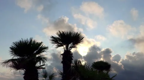 Palm trees silhouette Video stock 41380442