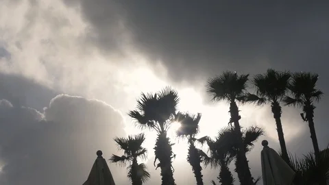 Palm Trees Silhouette Stock Footage 86318141
