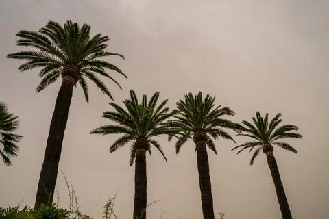 Palm trees silhouette grey overcast day with clouds formed showing a sign o.. Stock Photos