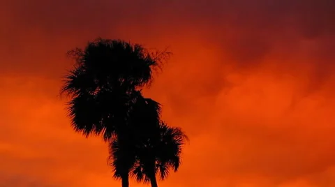 Palm Trees Silhouette at Sunset 스톡 동영상 40066014