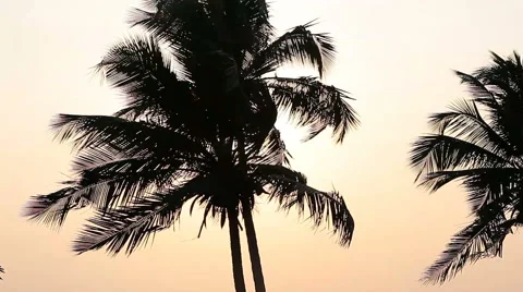 Palm Trees Silhouette At Sunset Stock Footage