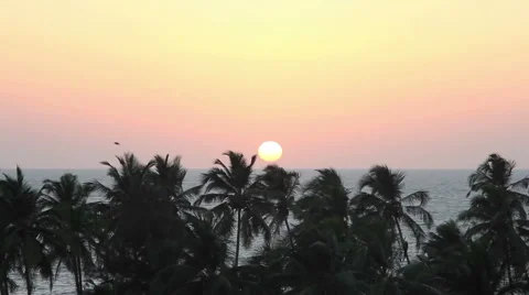 Palm Trees Silhouette At Sunset Stock Footage