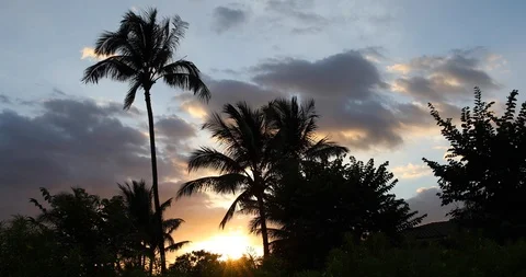 Palm trees silhouette at sunset Stock Footage 94104347