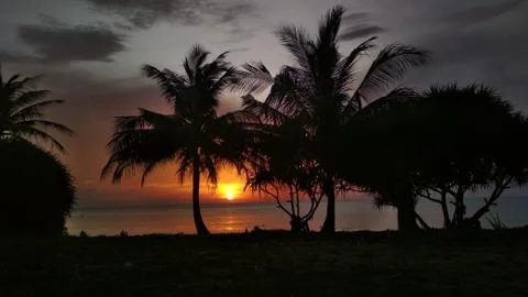 Palm trees' silhouette at sunset Stock Photos