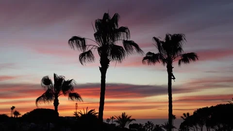 Palm trees in silhouette under red and violet dawn clouds Stock Footage 301367902