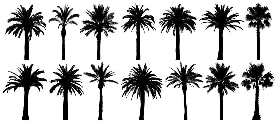 Palm trees silhouette. Vector set tropical trees. Isolated on white backgroun Stock Illustration