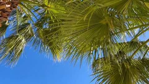 Palm Trees Silhouetted Against Blue Sk Stock Footage 270000772