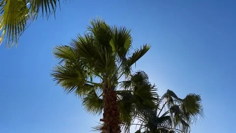 Palm Trees Silhouetted Against Blue Sky Stock Footage 270001161