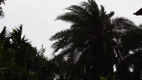 Palm Trees Silhouetted Against Cloudy Sky Stock Footage 311724100
