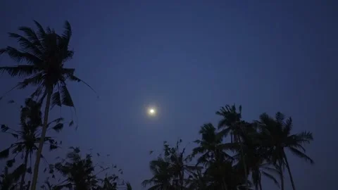 Palm trees silhouetted against a full moon night sky Видео 340845806