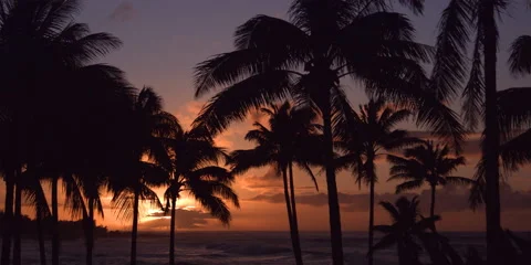 Palm trees silhouetted against a glowing Hawaiian sunset Stock Footage 59125563