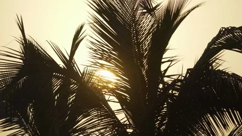 Palm trees silhouetted against a large setting sun with an orange sky in 4K.. Stock Footage 286298233