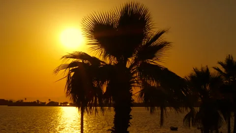 Palm trees silhouetted against setting sun Stock Footage 302582792