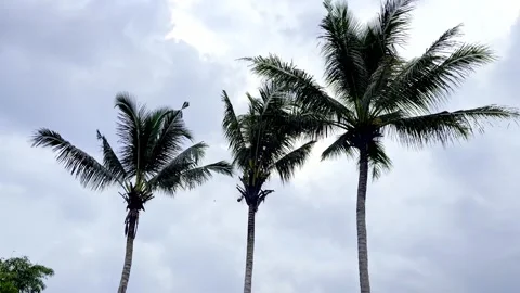 Palm trees silhouetted beneath cloudy tropical sky Stock-Footage 335430568