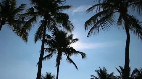 Palm trees silhouetted in the Caribbean Stock Footage 20486899