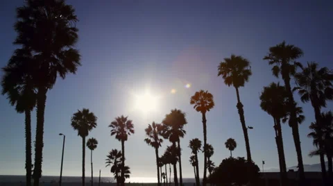 Palm trees silhouetted at sunset Stock Footage 4660695