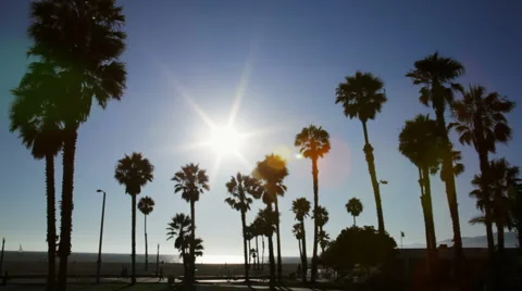 Palm trees silhouetted at sunset Stock Footage 4661793