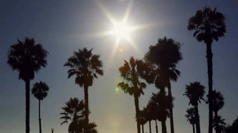 Palm trees silhouetted at sunset Stock Footage 4664350