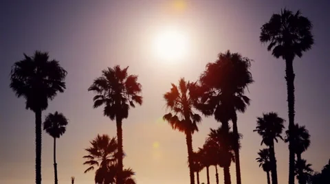 Palm trees silhouetted at sunset Stock Footage 4664462