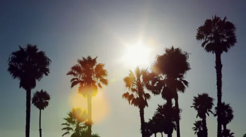 Palm trees silhouetted at sunset Stock Footage 4668588