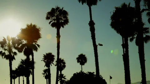Palm trees silhouetted at sunset Stock Footage 4669246