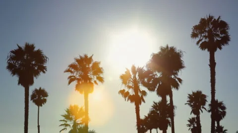 Palm trees silhouetted at sunset Stock Footage 4670107