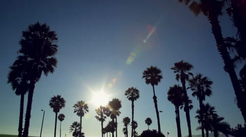 Palm trees silhouetted at sunset Stock Footage 4670501