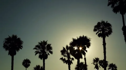 Palm trees silhouetted at sunset Stock Footage 4672353