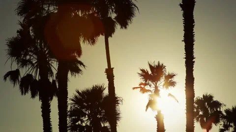 Palm trees silhouetted at sunset Stock Footage 4681687