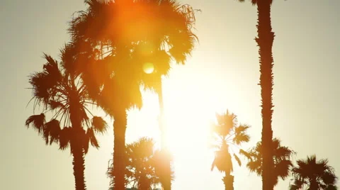 Palm trees silhouetted at sunset Stock-Footage 4681693