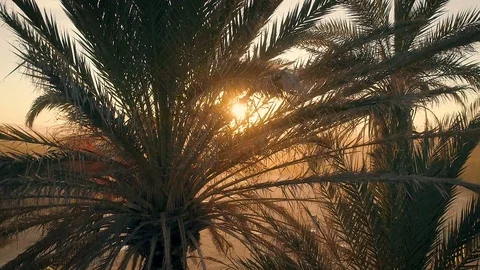 Palm trees silhouettes at beautiful evening golden hour sunset Video stock 87550461