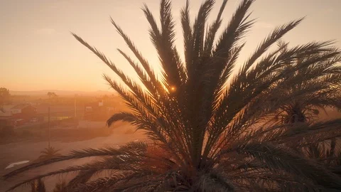 Palm trees silhouettes at beautiful evening golden hour sunset Stock Footage 87570532