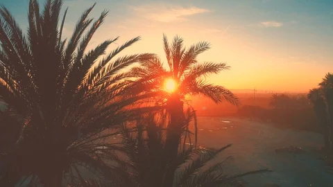 Palm trees silhouettes at beautiful evening golden hour sunset Stock Footage 87570982