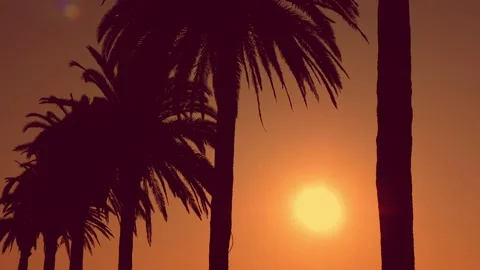 Palm trees silhouettes during Summer sunset. Stock Footage 133163654