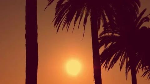 Palm trees silhouettes during sunset. Summer concept. Stock Footage 133163807