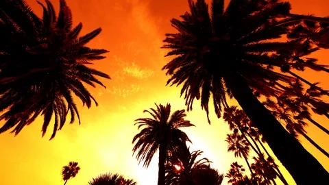 Palm Trees Silhouettes in Sunset Sky Loop Stock Footage 88380261