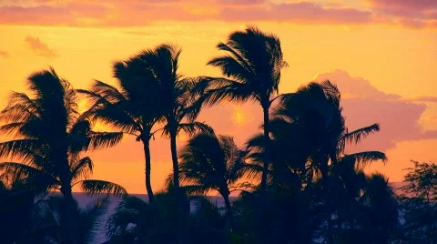  Palm Trees Sillhoutte Vídeos de archivo 126078