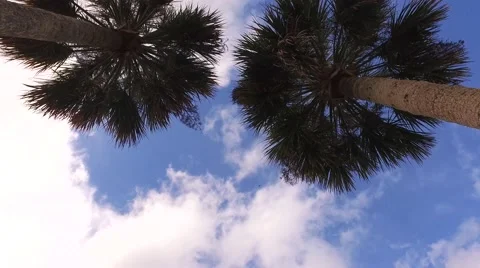 Palm trees Sky 03 Stock Footage 61215185