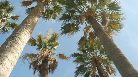 Palm trees on the sky background - 4K Stock Footage 80238799
